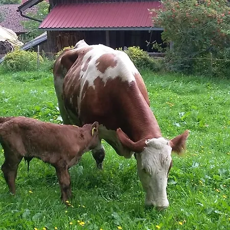 Ammann Alloggio per agriturismo *