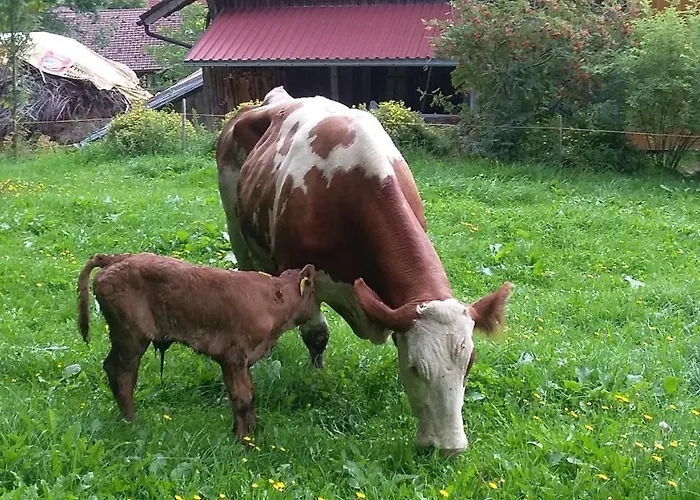 Ammann Vakantieboerderij *